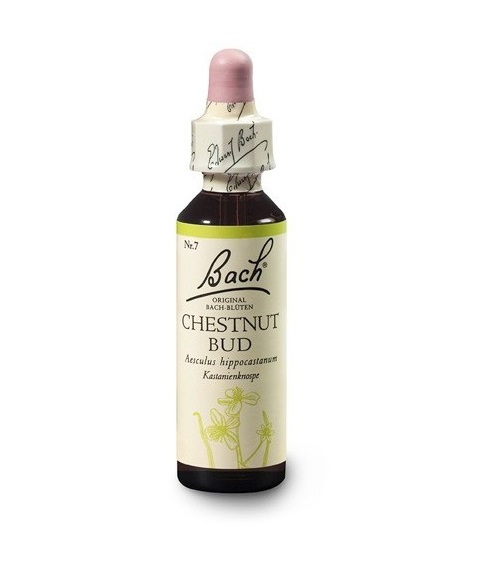 07. CHESTNUT BUD - Poupě kaštanu, 20ml